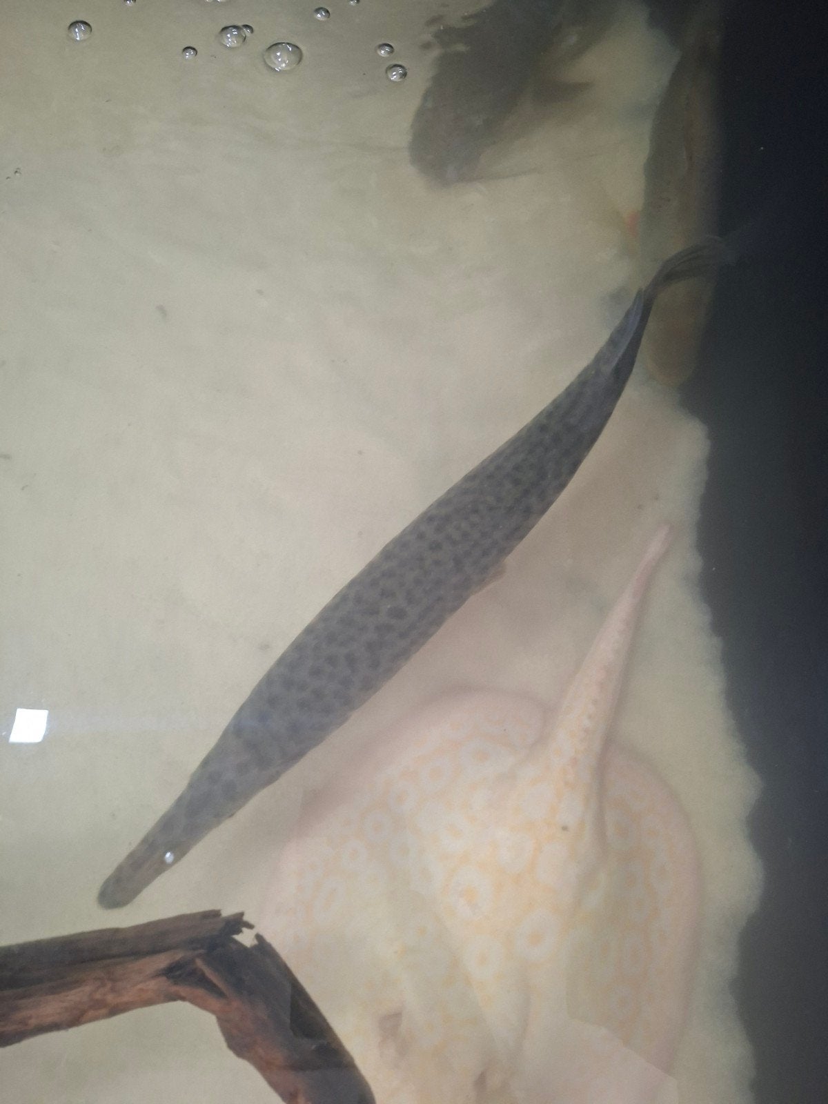 florida gar 45cm, Vis