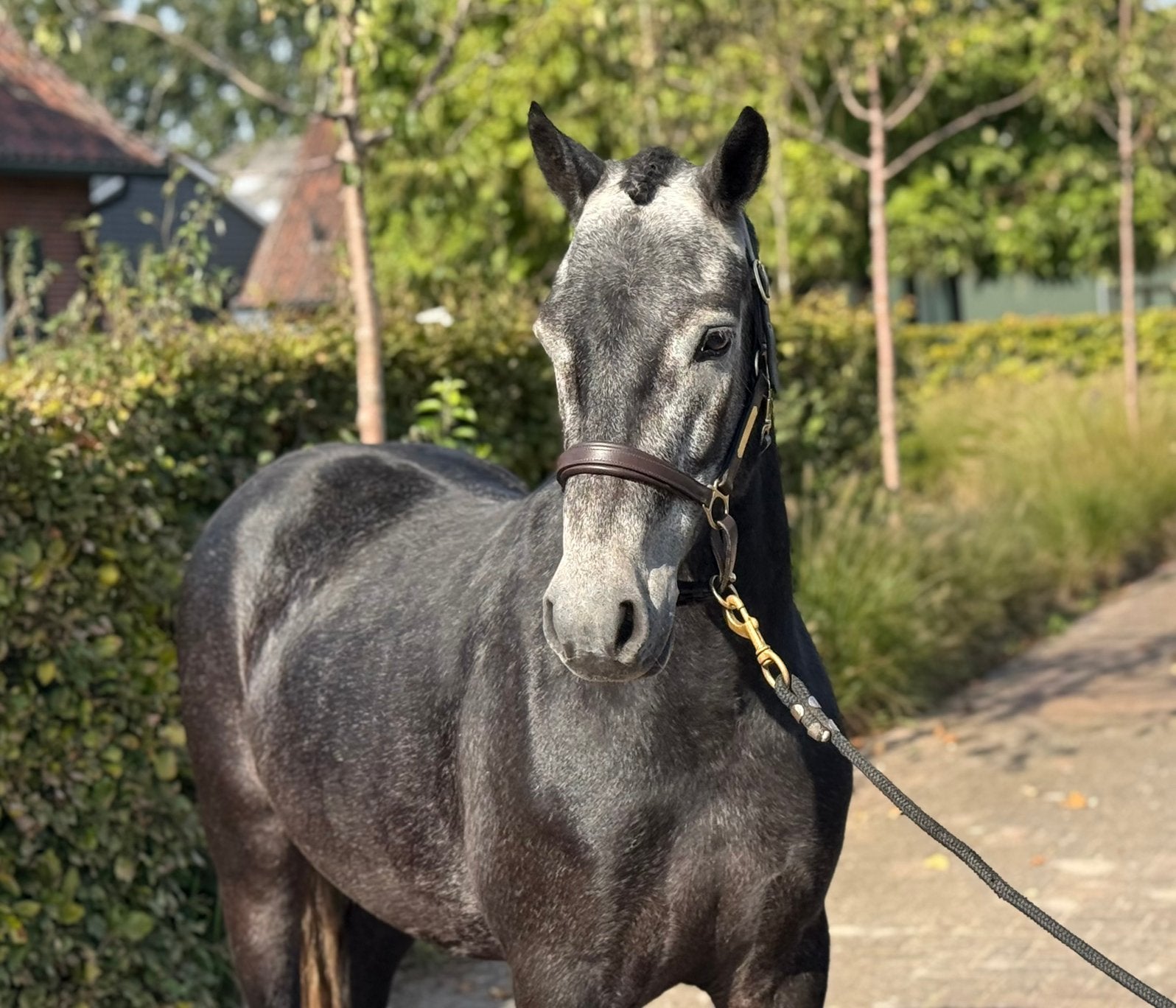 Hele sjieke 4jr schimmel Connemara pony, Met stamboom, Ruin, Springpony, Zadelmak