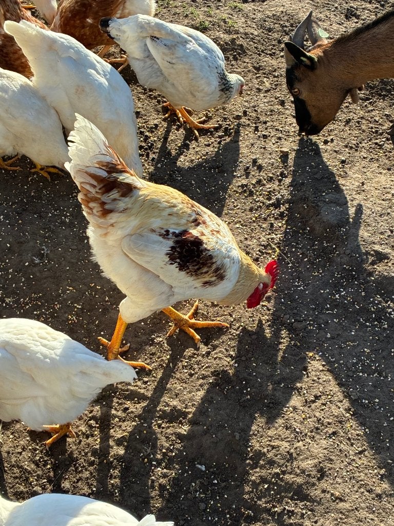 Te koop 1 haan lohmann, Dieren en Toebehoren, Pluimvee, Mannelijk, Kip