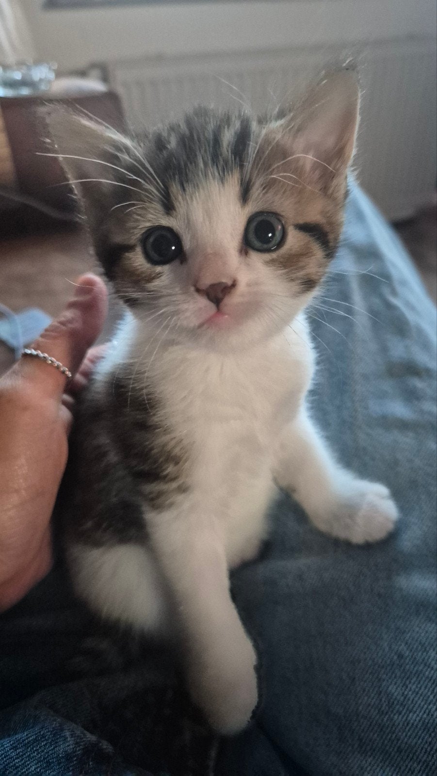 Twee lieve poesjes op zoek naar hun forever home, Poes, Ontwormd