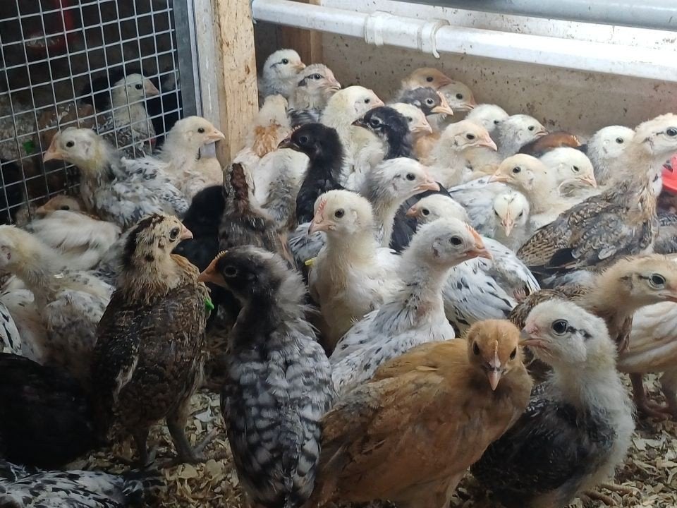 Araucana kuikens en broedeieren, Ophalen of Verzenden, Overige typen