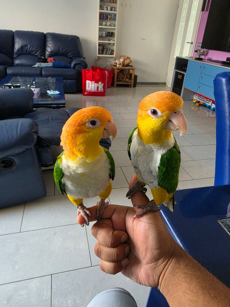 Roestkop caique's koppel, Meerdere dieren, Papegaai, Tam