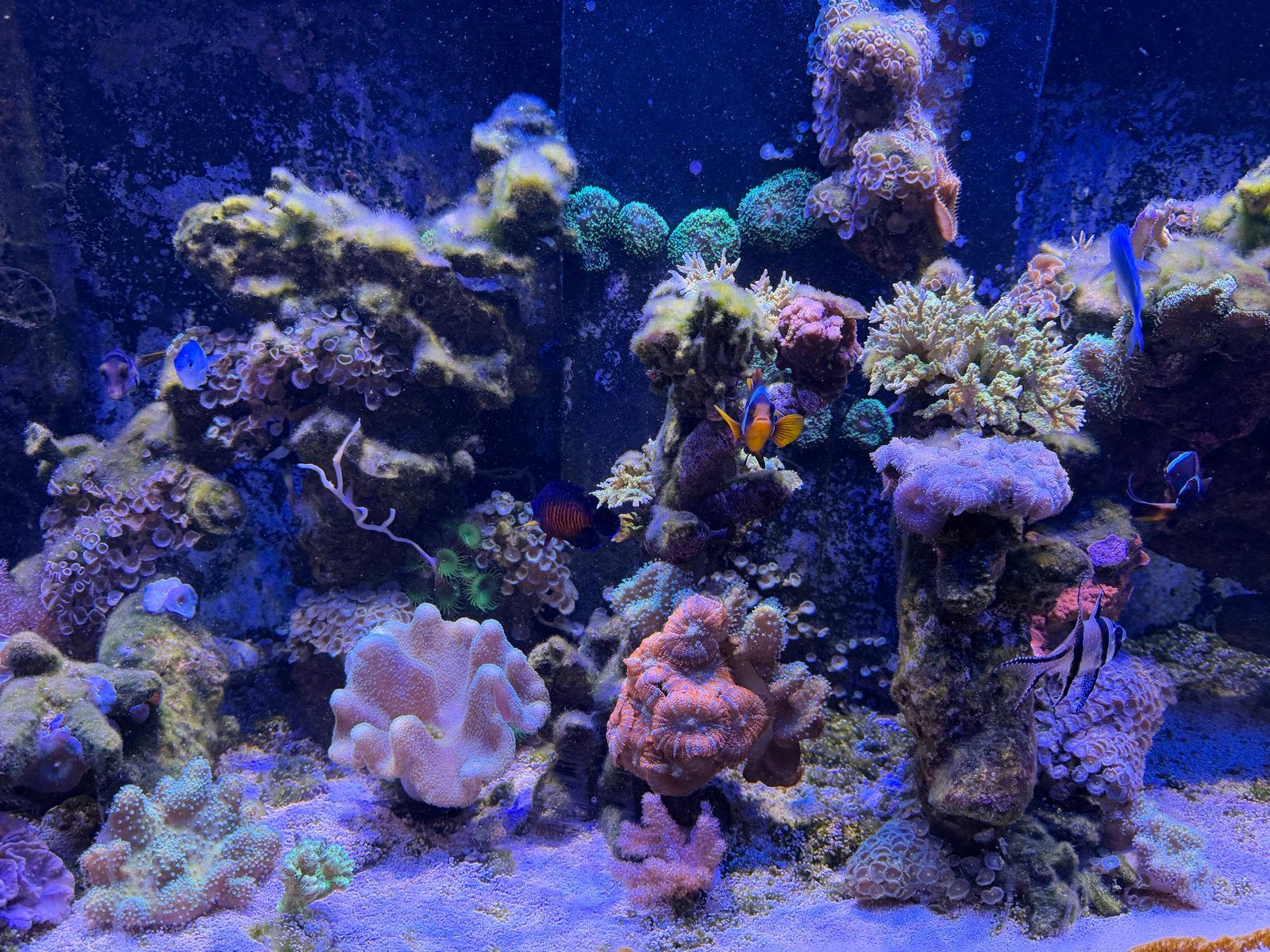 Compleet zeeaquarium, Zoutwatervis