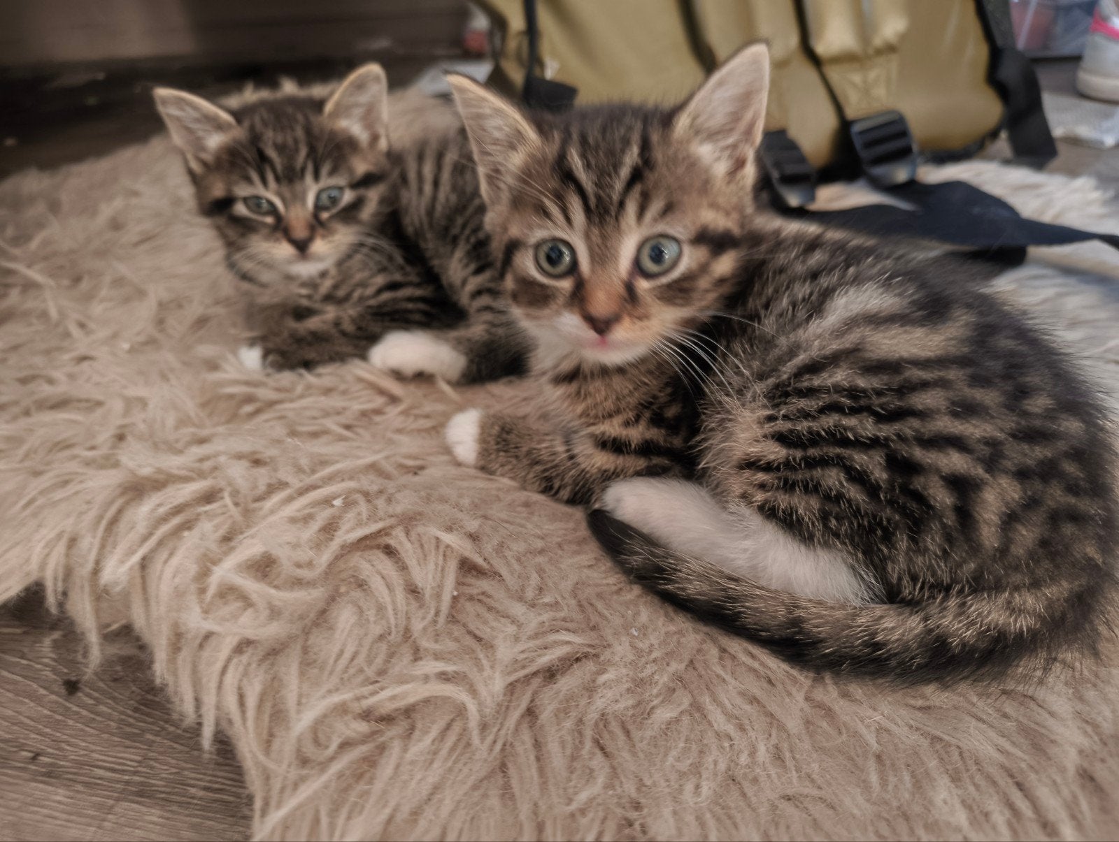 Kittens Main Coon kruising, Meerdere dieren, Ontwormd, 0 tot 2 jaar