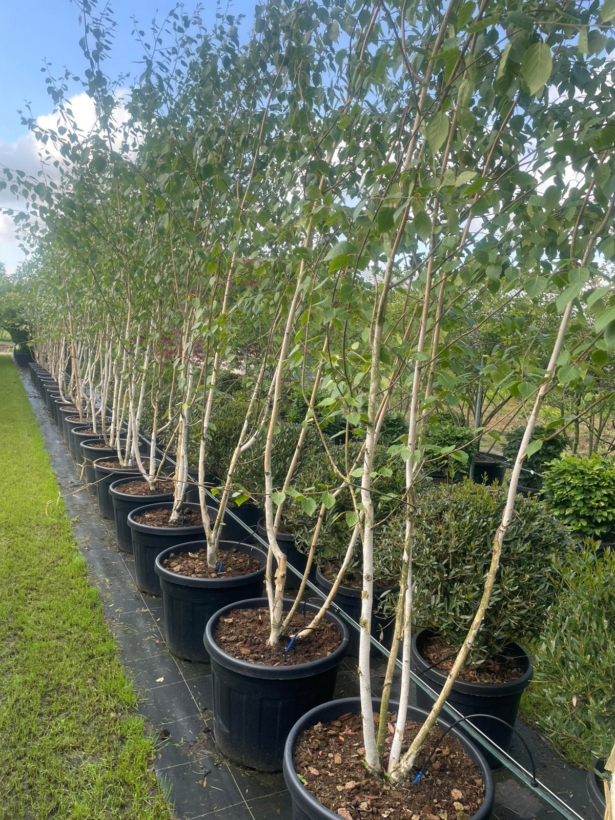 Berkenboom Betula meerstammig 400 cm in pot nu euro 160,-., Overige soorten, Lente, 250 tot 400 cm, Ophalen