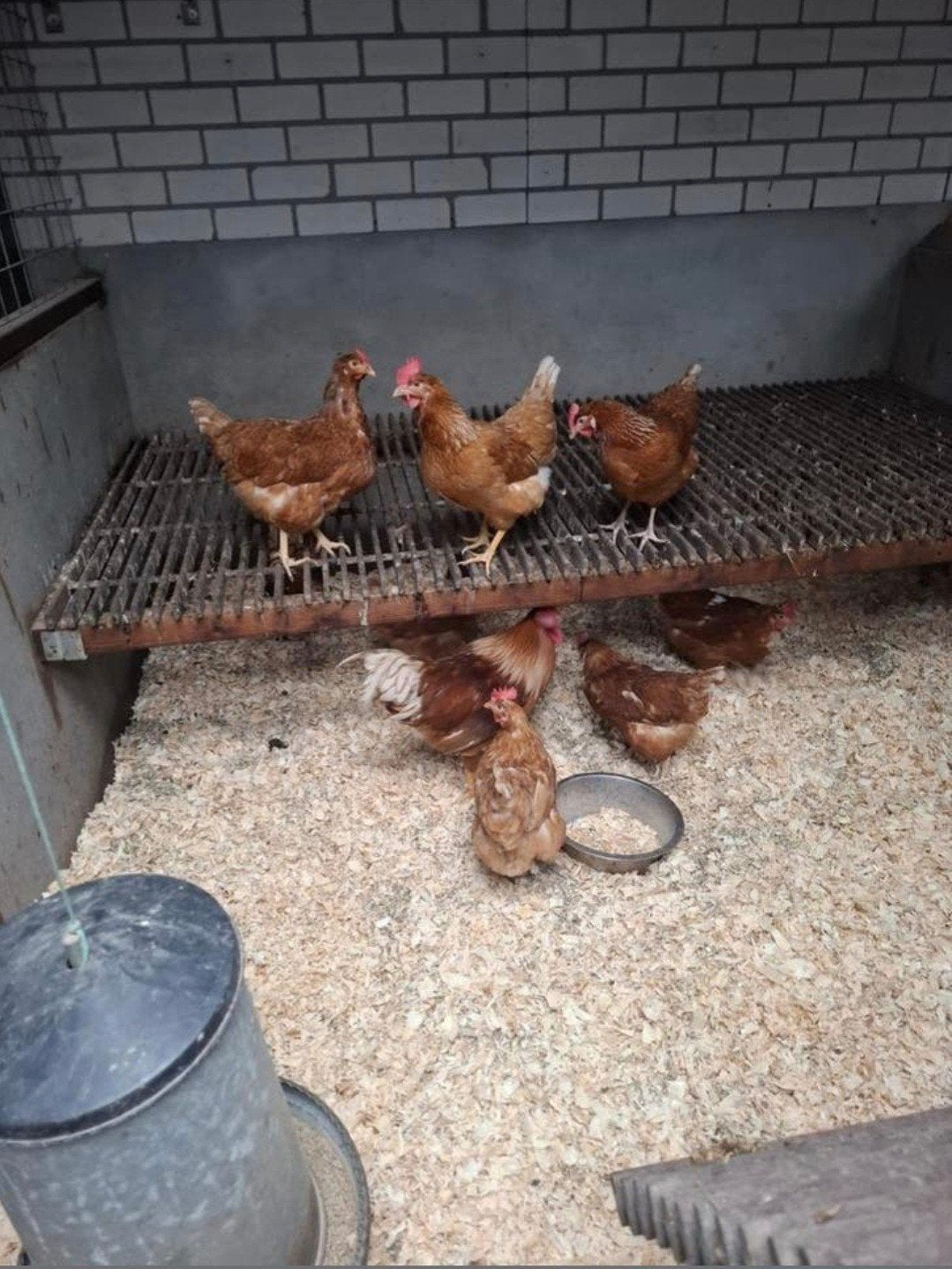 Broedeieren legkip/ leghen, Dieren en Toebehoren, Pluimvee, Geslacht onbekend, Kip