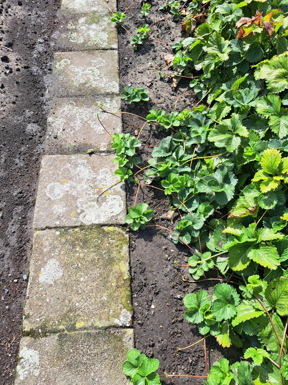 jonge aardbeien planten: Sonata, Ophalen, Volle zon