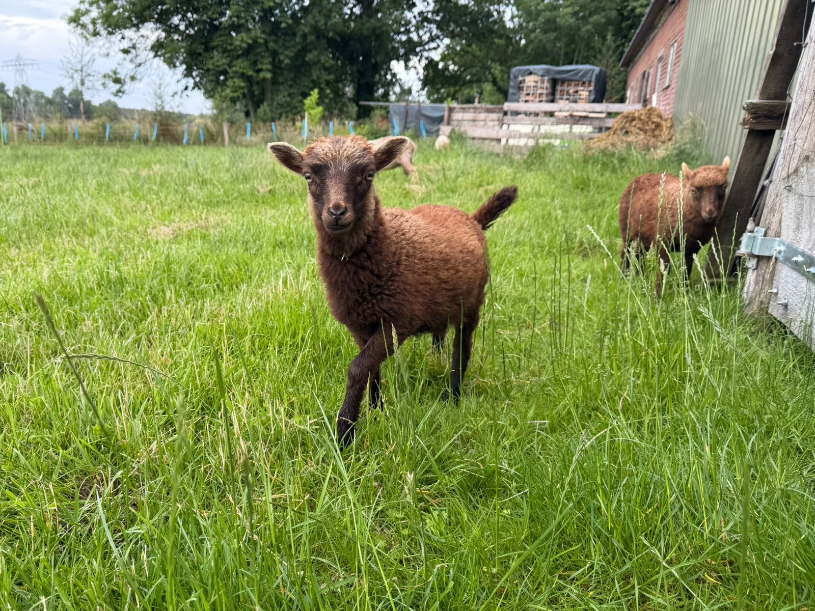 Stamboek Ouessant lammetjes 4x ooi (bruin) & 2x ram (bruin), Dieren en Toebehoren, Vrouwelijk, Schaap, 0 tot 2 jaar