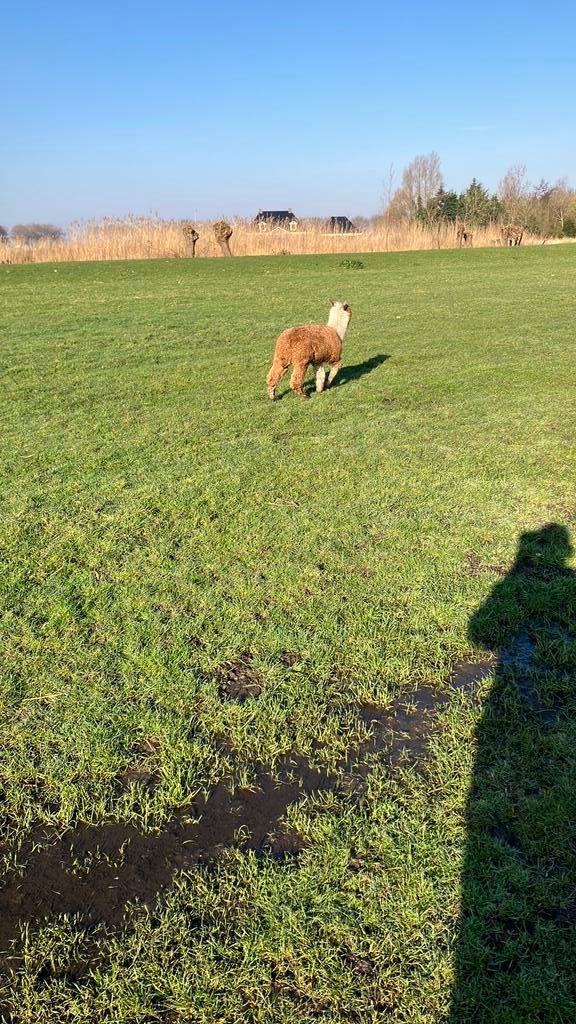 Alpaca, Dieren en Toebehoren, Mannelijk, Schaap