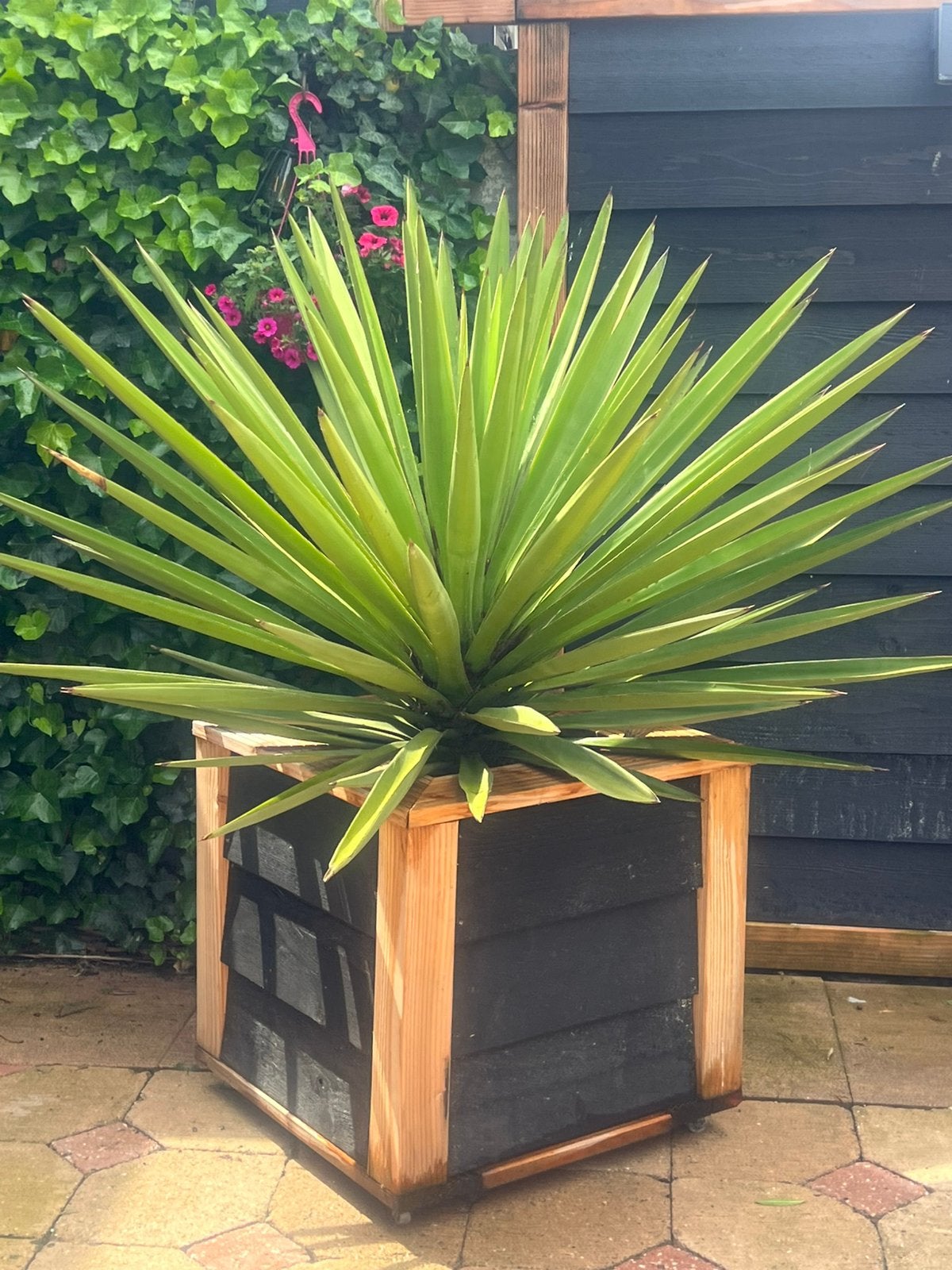 Agave plant inclusief bloembak op wieltjes, Overige soorten, Volle zon, Vaste plant, Ophalen of Verzenden