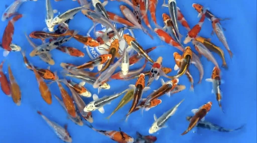 Japanse Koi Hosokai Tosai Mix 10-12 CM, Karper of Koi