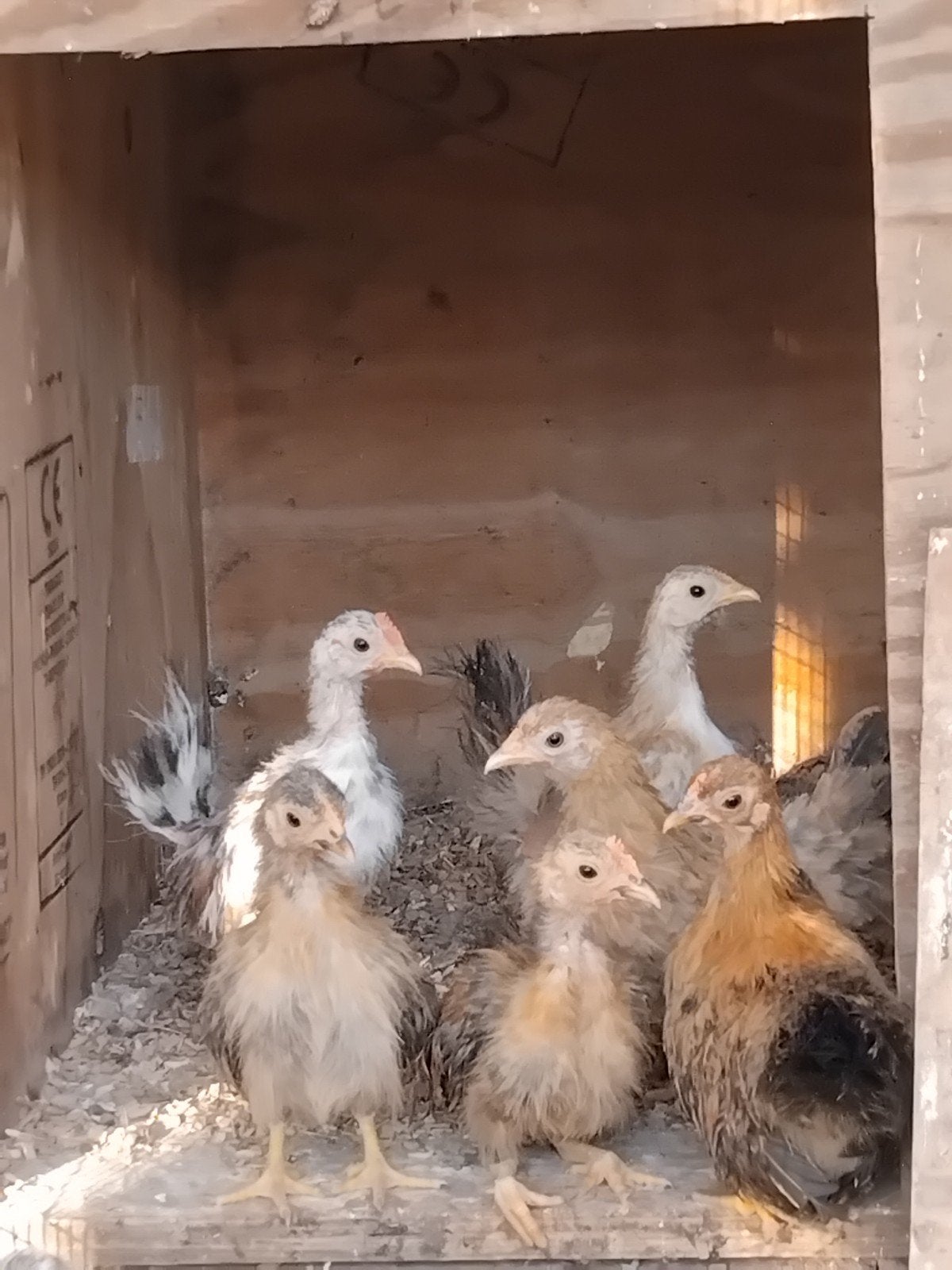 Zijdeveer Serama hennen ( 25 euro) en hanen ( 5 euro), Dieren en Toebehoren, Meerdere dieren