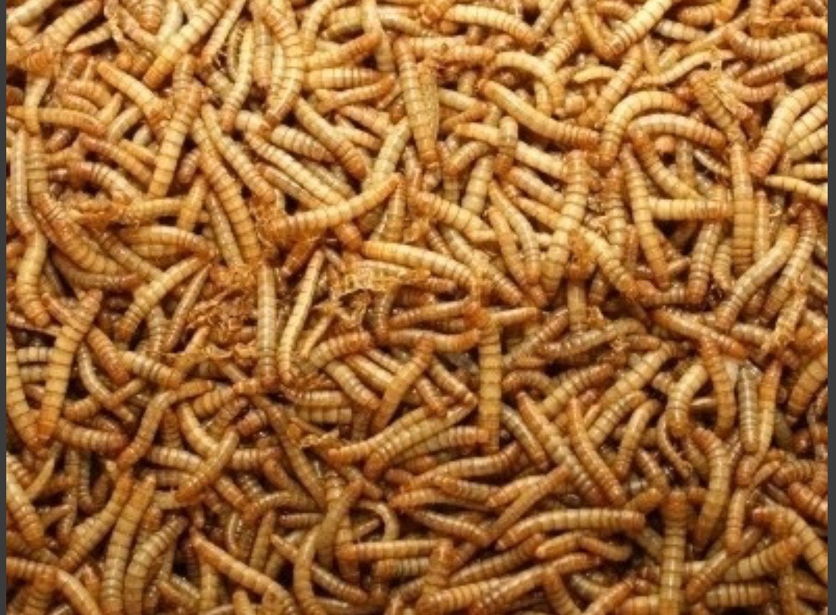Meelwormen levend, Dieren en Toebehoren, Ophalen, Pluimvee