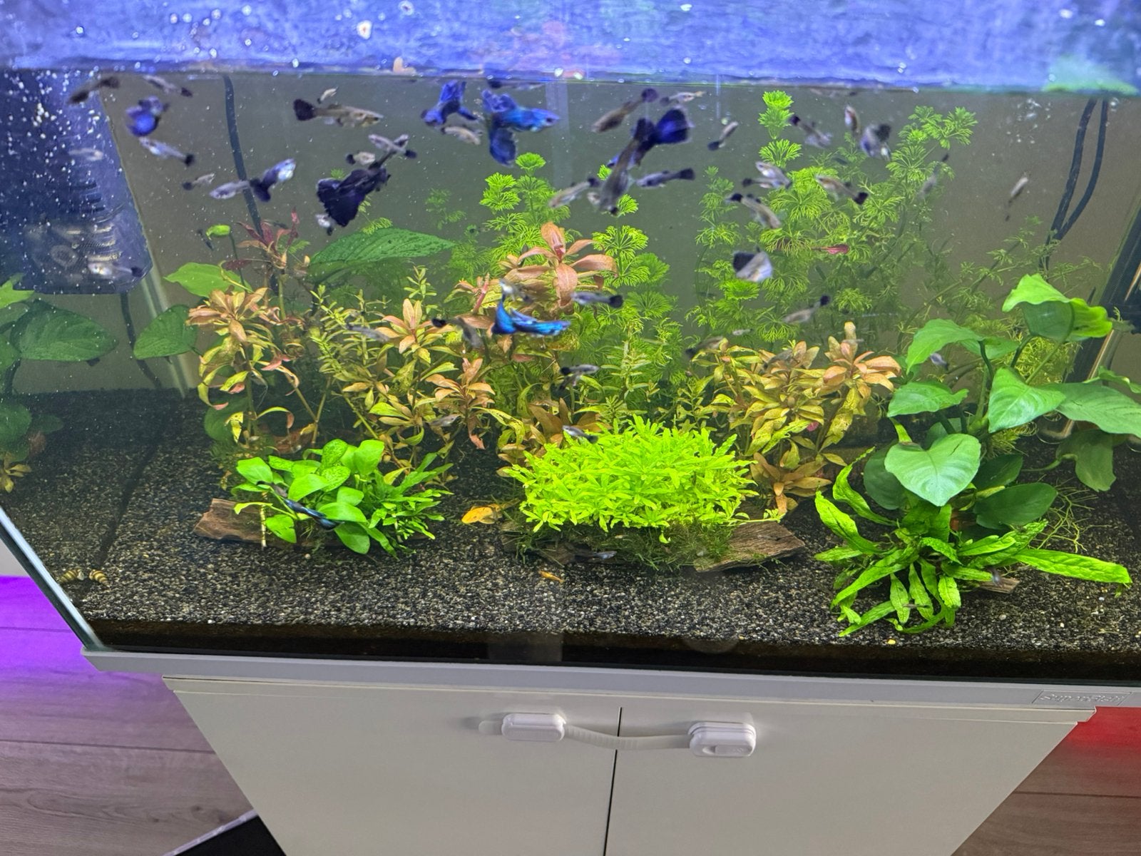 Blauw Moscow Guppy te koop, Ophalen, Zo goed als nieuw