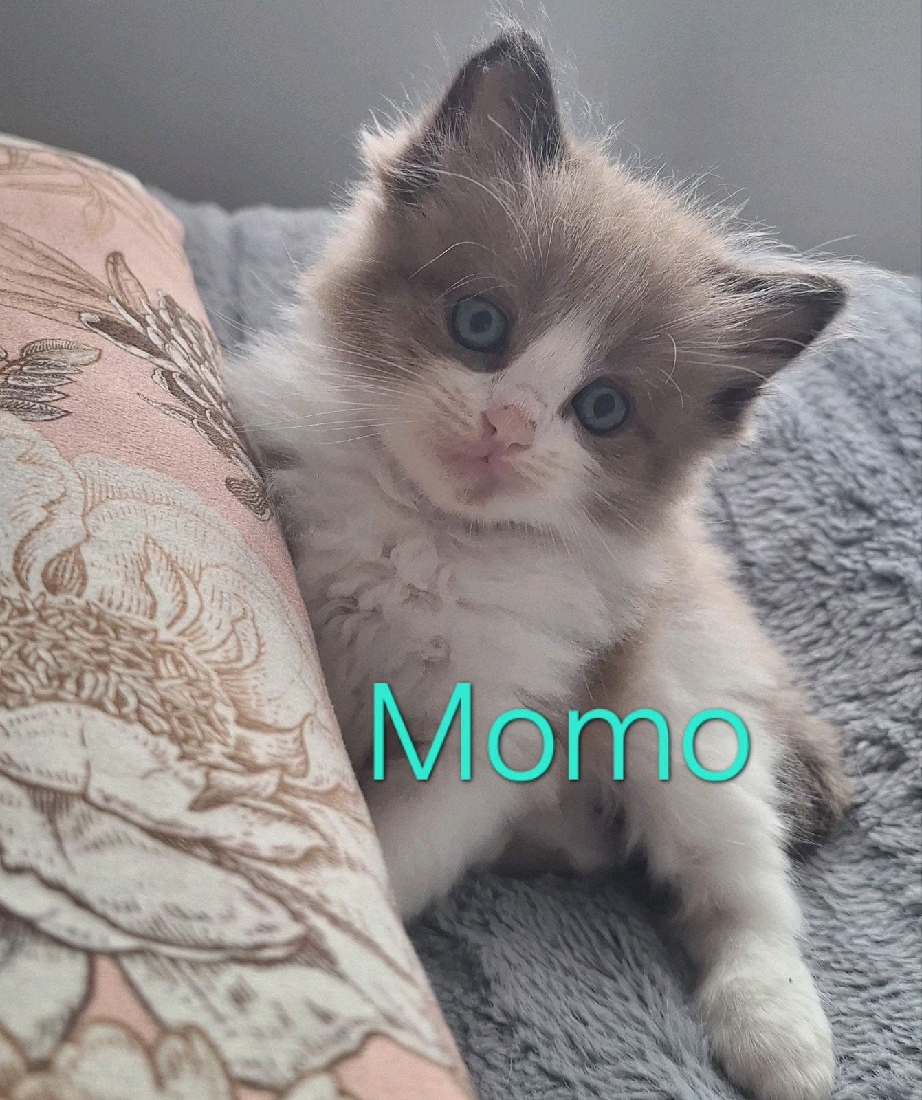 Prachtige Ragdoll kittens, Meerdere dieren, Langharig, 0 tot 2 jaar