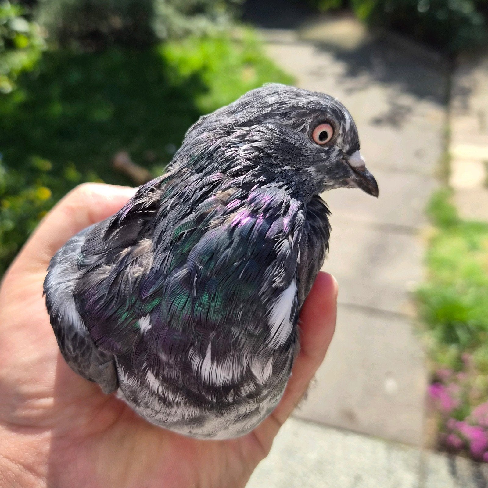 duiven sierduiven duif roller takla birminghamrollers, Meerdere dieren, Kip