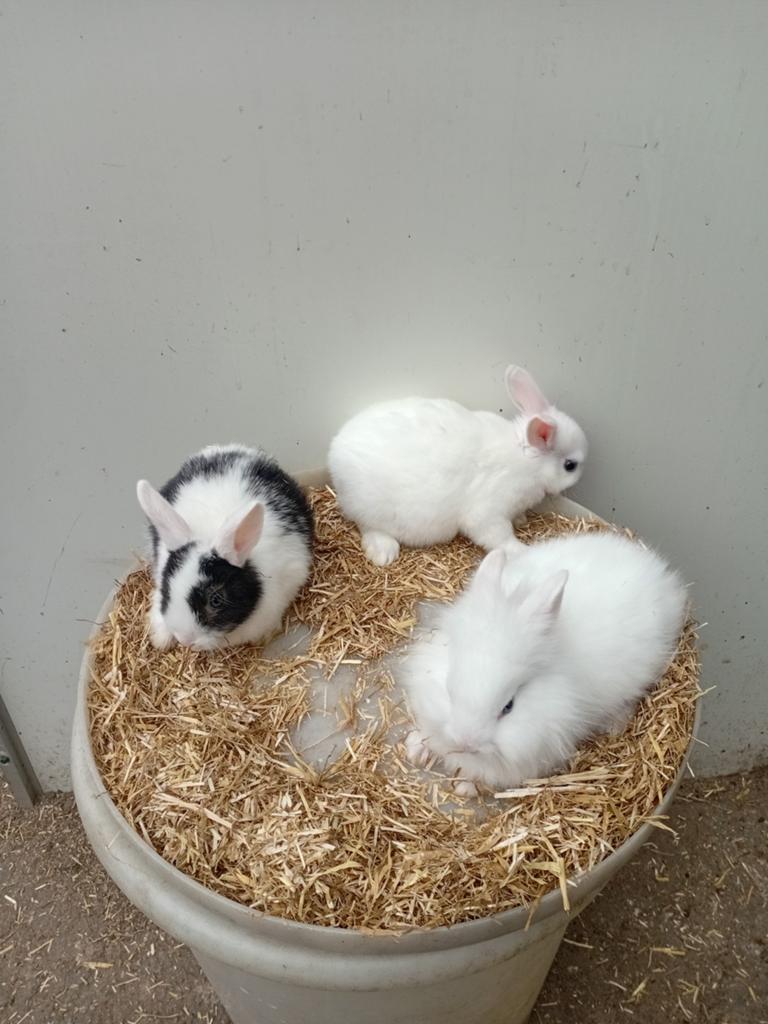 Dwergkonijntjes, Dieren en Toebehoren, Konijnen, Geslacht onbekend, Dwerg
