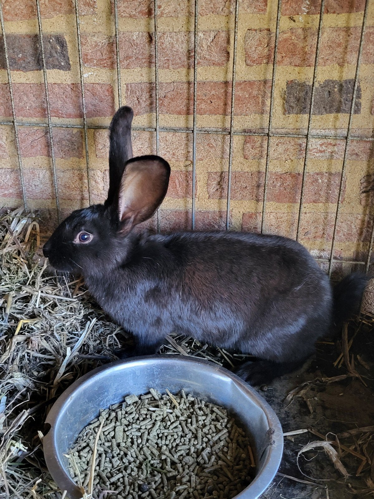 Te koop duitse reus, Dieren en Toebehoren, Konijnen, Meerdere dieren, Groot, 0 tot 2 jaar