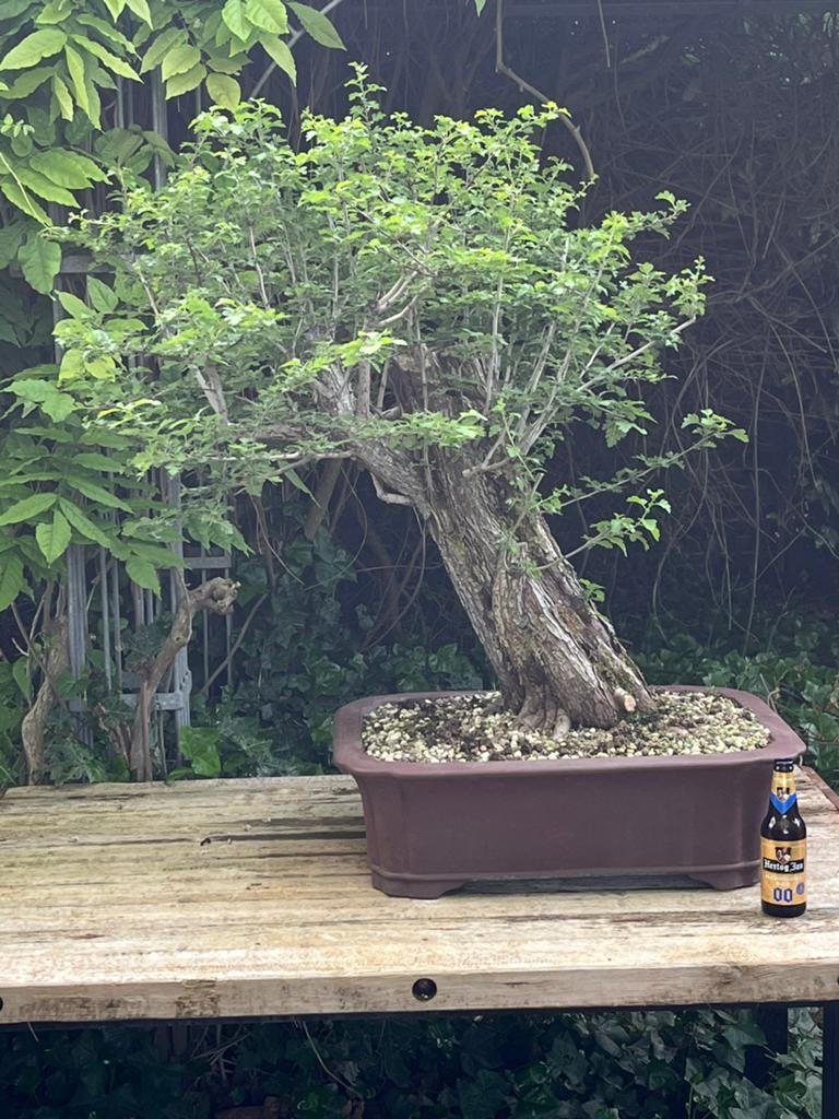 Bonsai oude dikke Meidoorn, Ophalen, Bloeit niet, Halfschaduw, Overige soorten