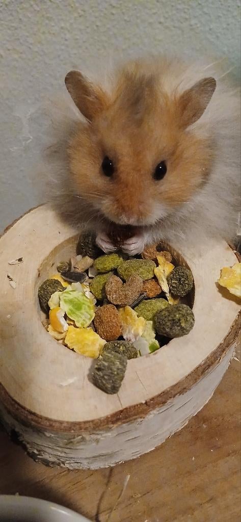 Vrouwelijke hamster inclusief toebehoren, Dieren en Toebehoren, Knaagdieren, Hamster, Februari, Vrouwelijk, Tam