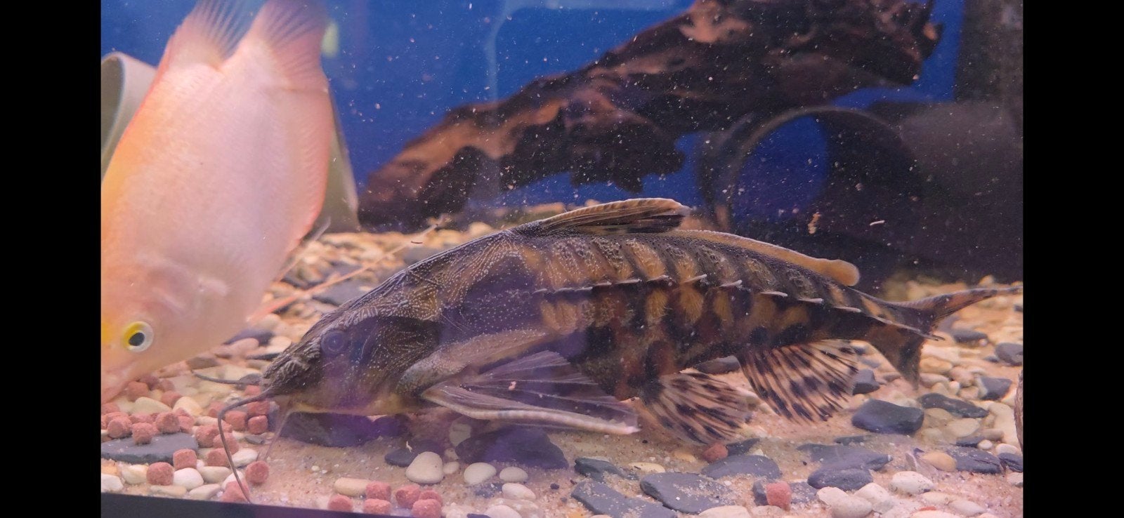 Megalodoras uranoscopus, Dieren en Toebehoren, Vis