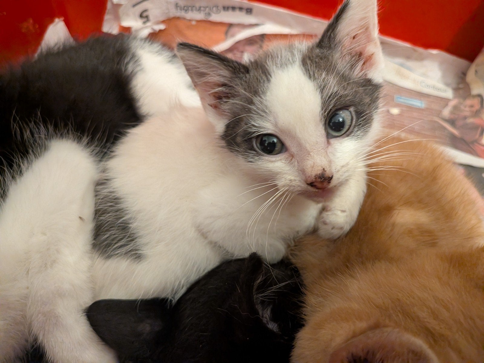 Lieve boerderij kittens, Meerdere dieren
