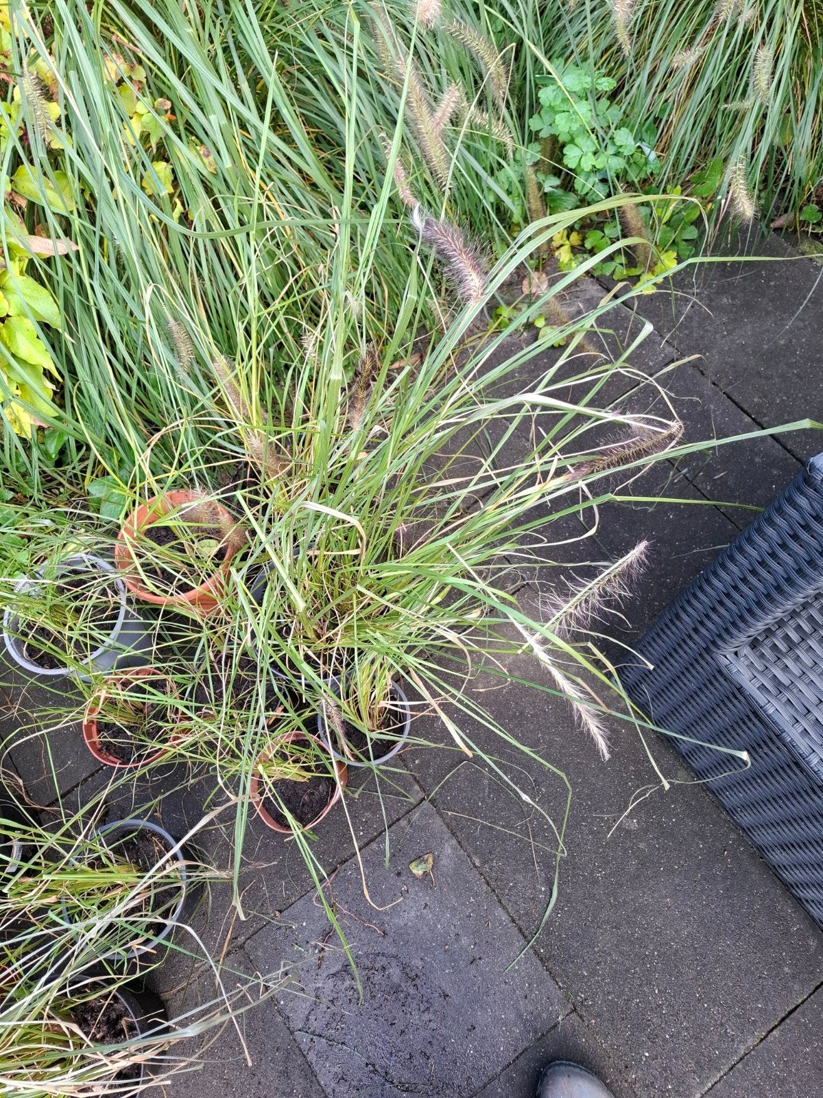Diverse planten te koop: siergrassen en struiken, Tuin en Terras, Ophalen, Vaste plant, Siergrassen, Halfschaduw