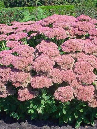 Roze Sedum (Hemelsleutel) - Vaste plant voor zon/halfschaduw, Tuin en Terras, Planten | Tuinplanten, Ophalen