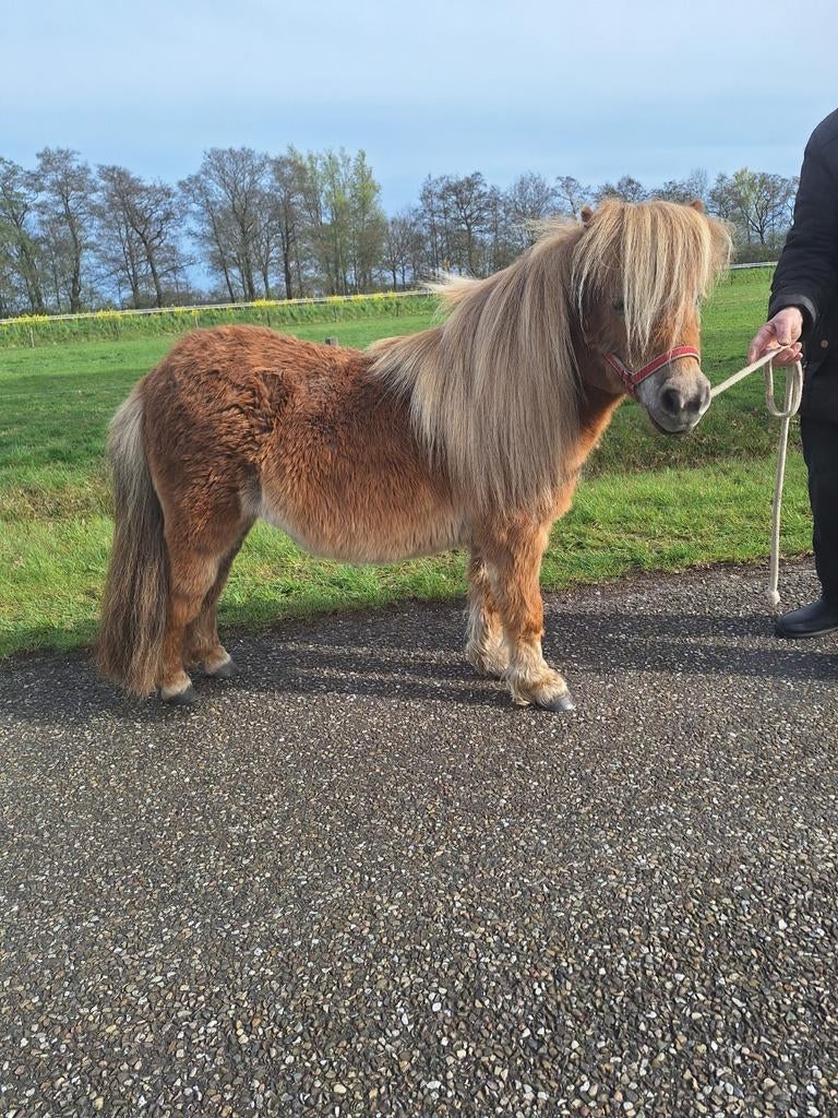 !!Look at me!! 4 jarige mini shetlandpony met NSPS stamboek, Dieren en Toebehoren, Pony's, Merrie, Met stamboom, Niet van toepassing