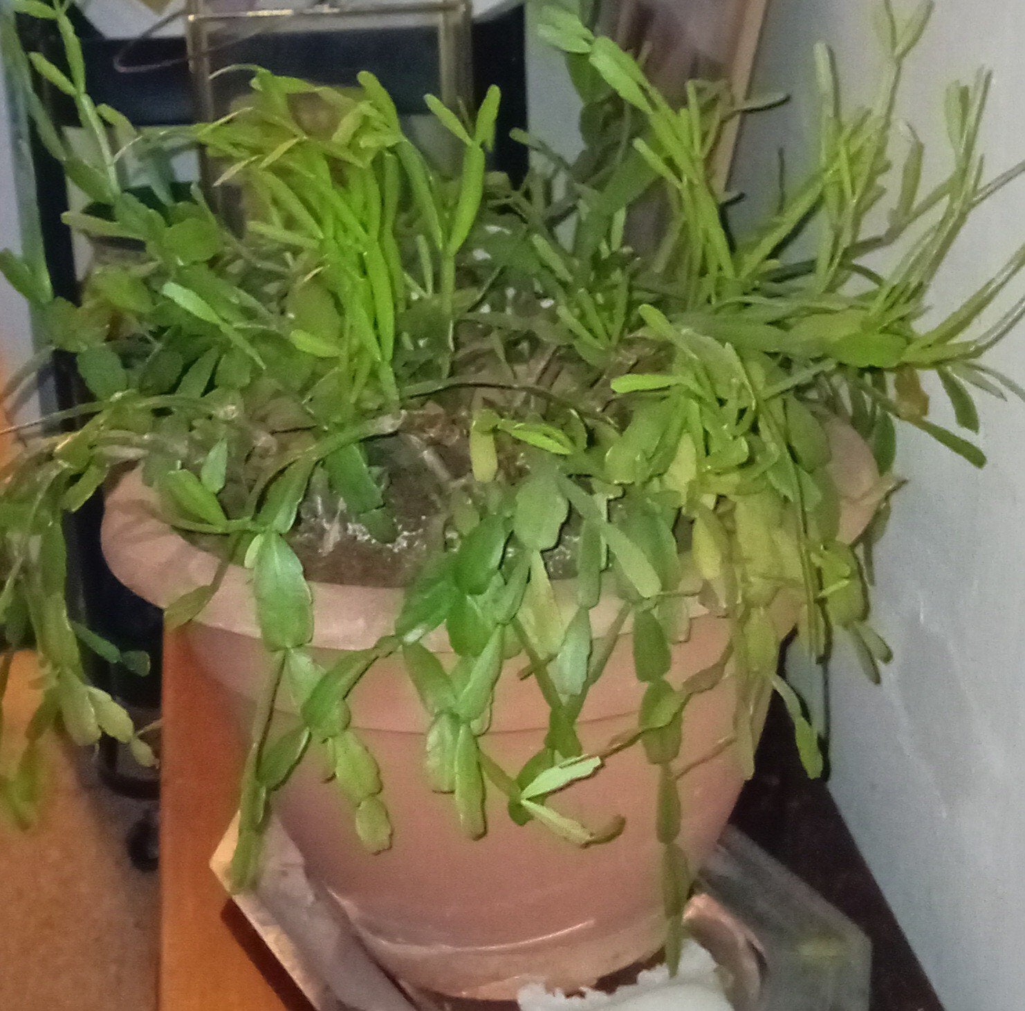Lidcactus - Bloeiende kamerplant, Vaste plant, Halfschaduw, Winter, Ophalen