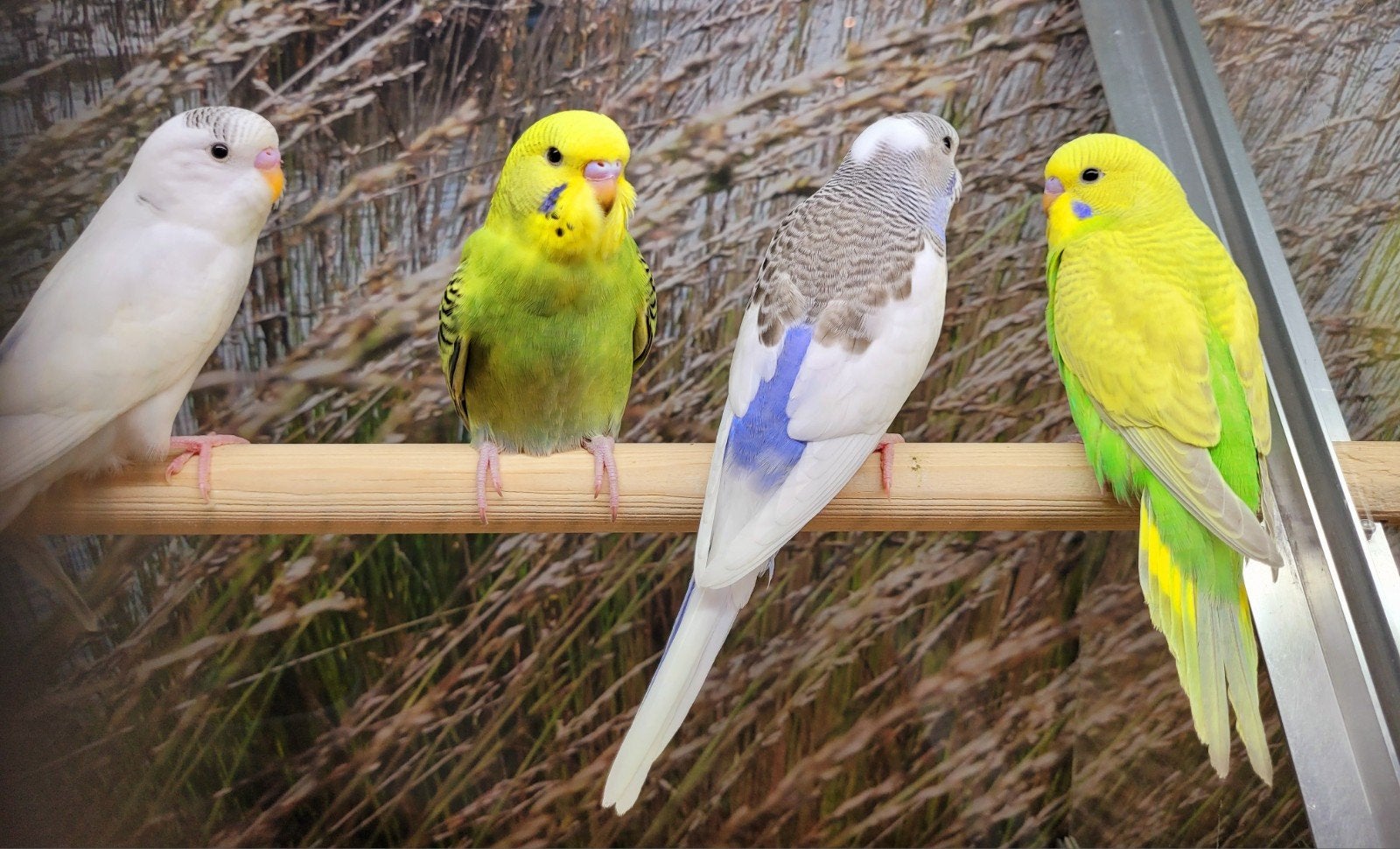 Parkieten jong om tam te maken., Dieren en Toebehoren, Vogels | Parkieten en Papegaaien, Meerdere dieren, Parkiet, Tam
