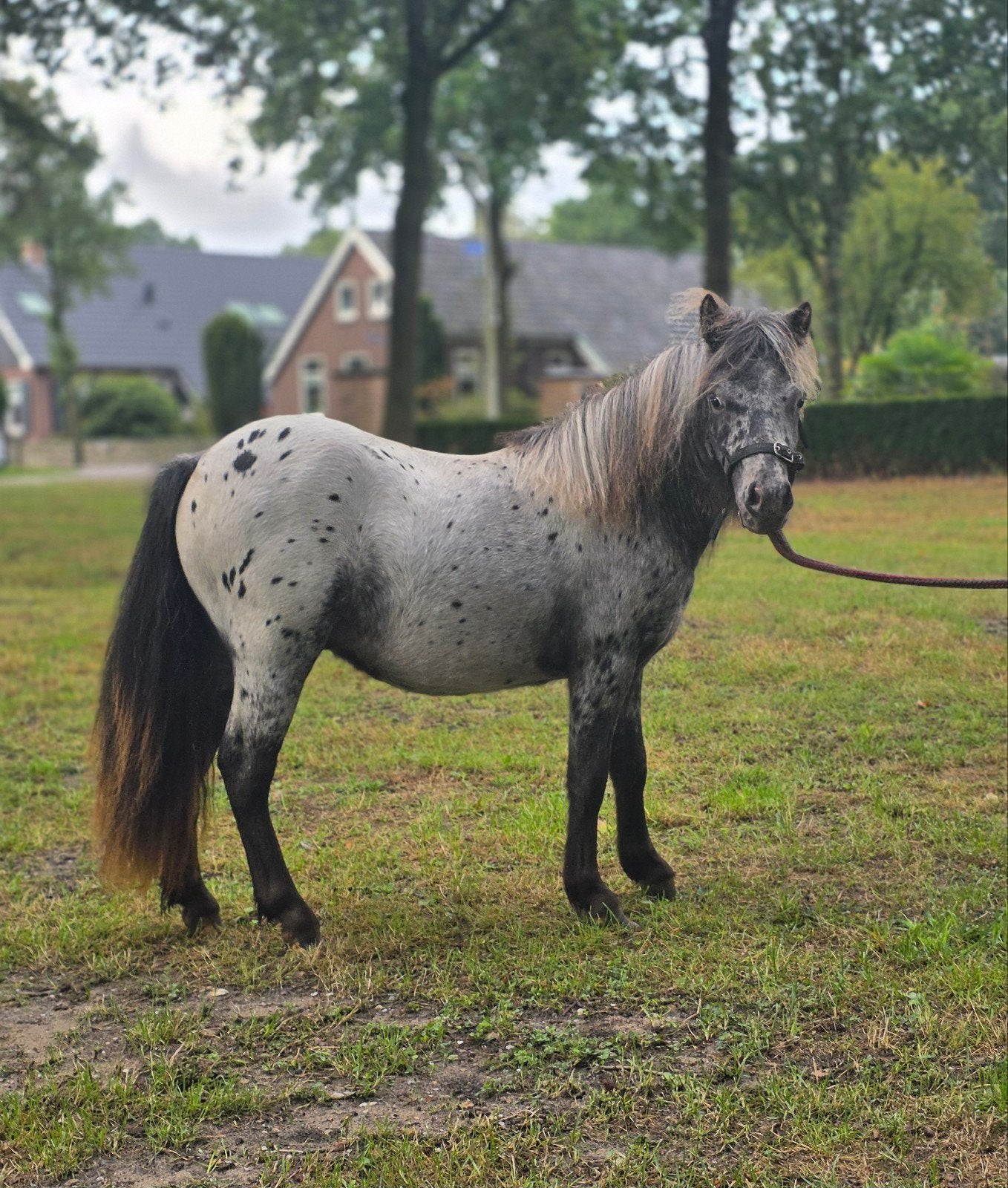 Prachtige appaloosa jaarling hengstje!, Dieren en Toebehoren, Merrie, Met stamboom, Niet van toepassing, A pony (tot 1.17m)
