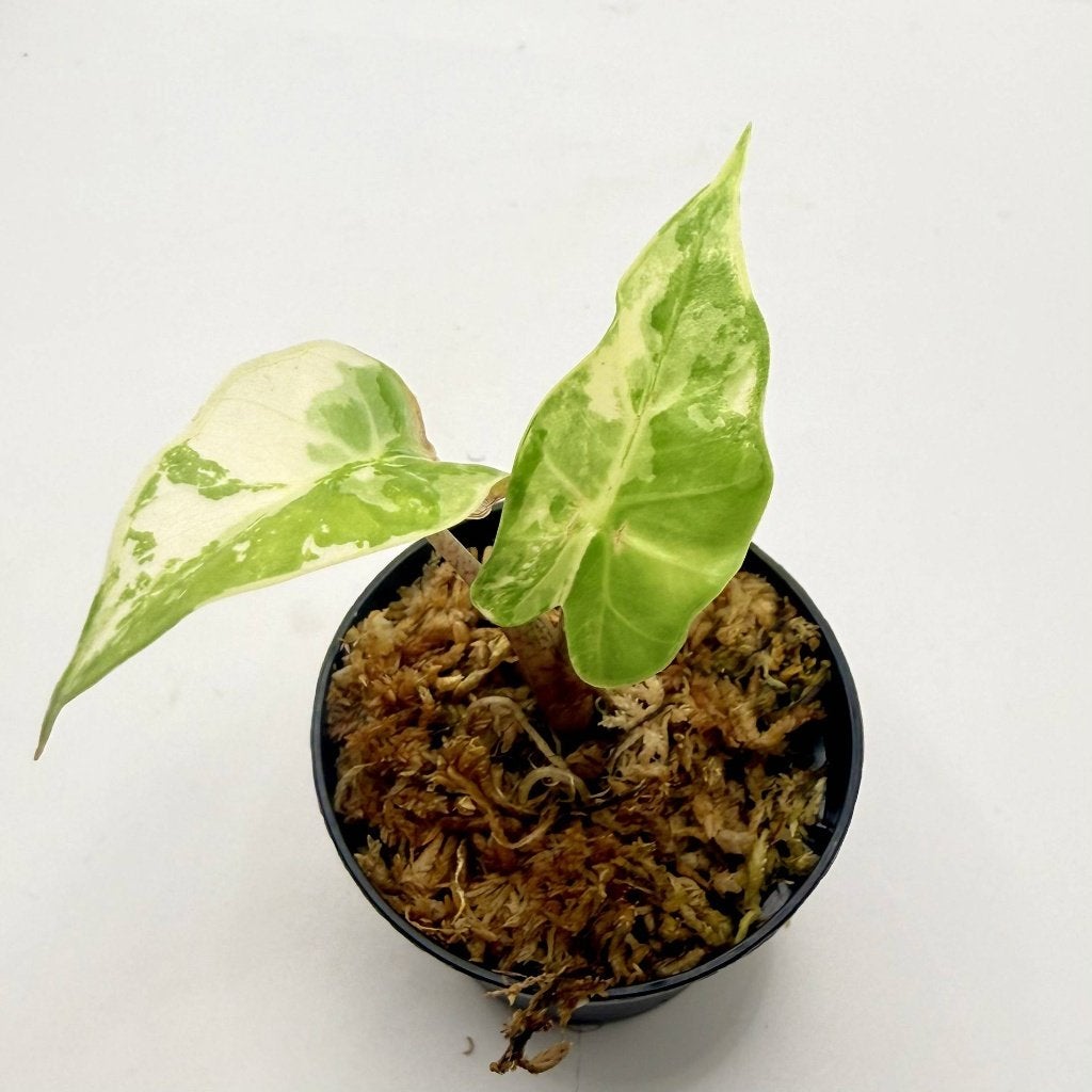 Alocasia Low Rider Albo Variegata, Verzenden, Halfschaduw, Minder dan 100 cm