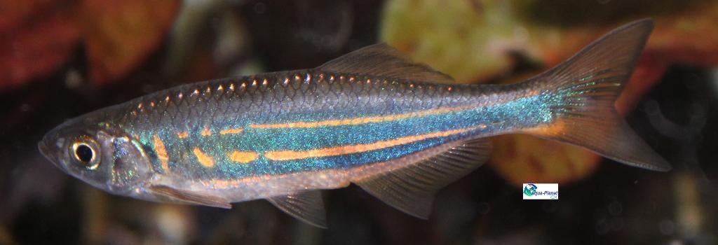 Reuze Danio, Dieren en Toebehoren, Vissen | Aquariumvissen, Vis, Zoetwatervis, Schoolvis