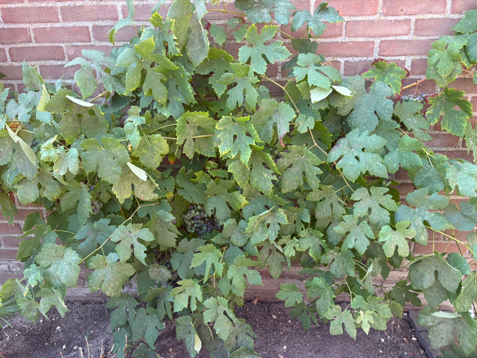 Druivenstruik, Tuin en Terras, Planten | Tuinplanten, Ophalen, Vaste plant, Halfschaduw, Zomer