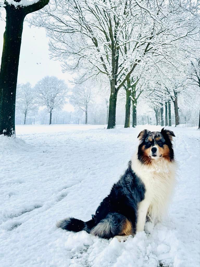 Dekreu Aussie, Dieren en Toebehoren, Honden | Dekreuen, 6 jaar of ouder, Reu, Parvo, Eén hond