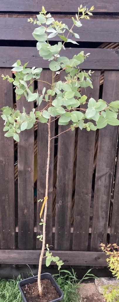 Eucalyptus dalrympleana, Overige soorten, Zomer, 400 cm of meer, Ophalen