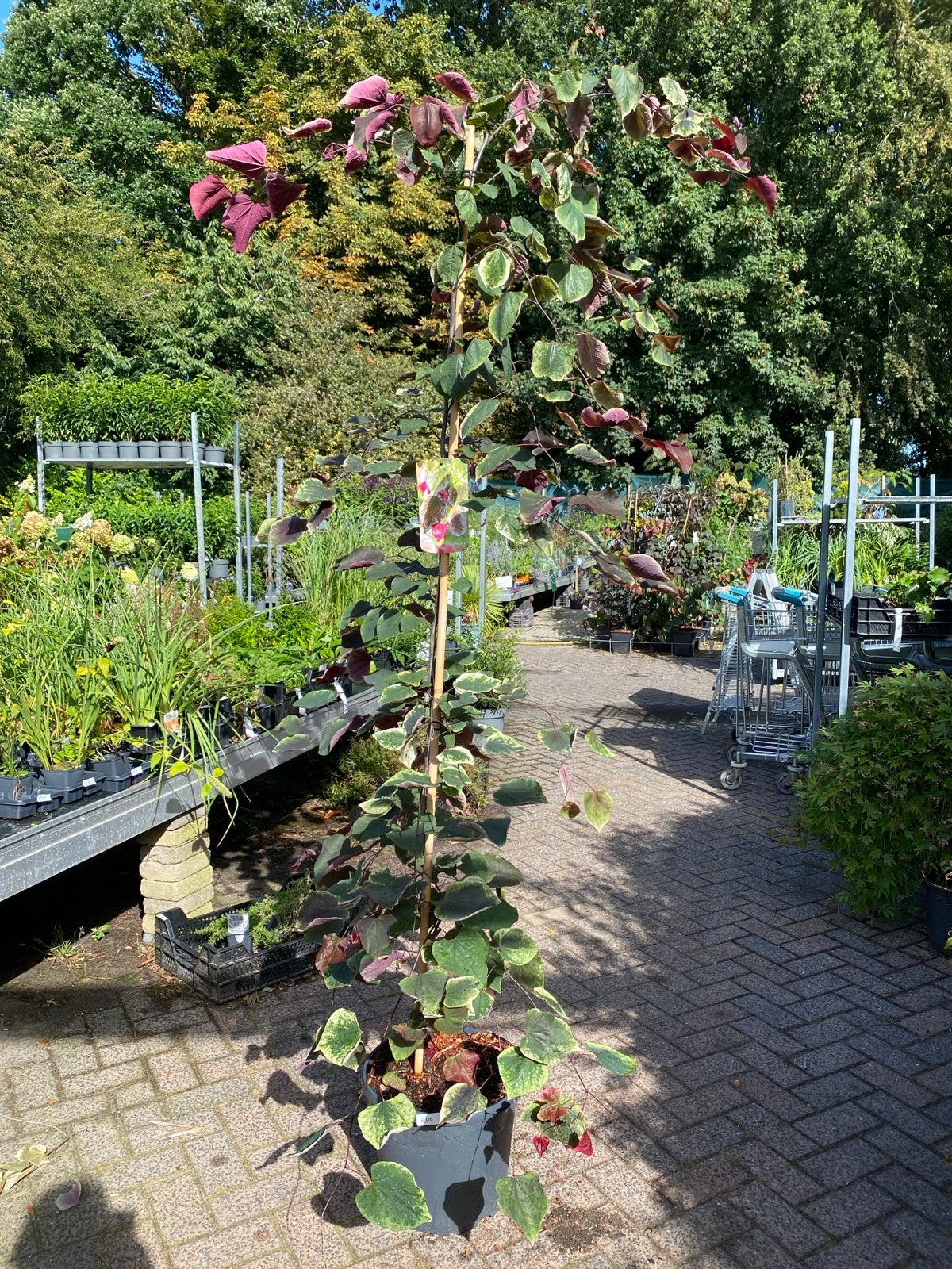 Cercis canadensis 'Carolina Sweetheart' - 2,10m hoog, Volle zon, Vaste plant, Lente, Ophalen