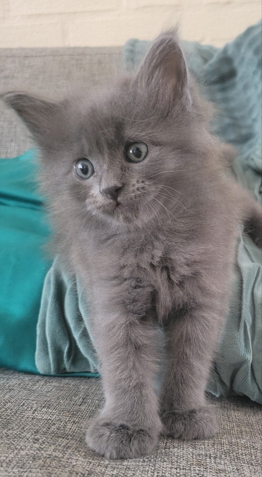 5 (nog 3!) prachtige, volle Maine Coon Kittens, Meerdere dieren, Ontwormd, 0 tot 2 jaar