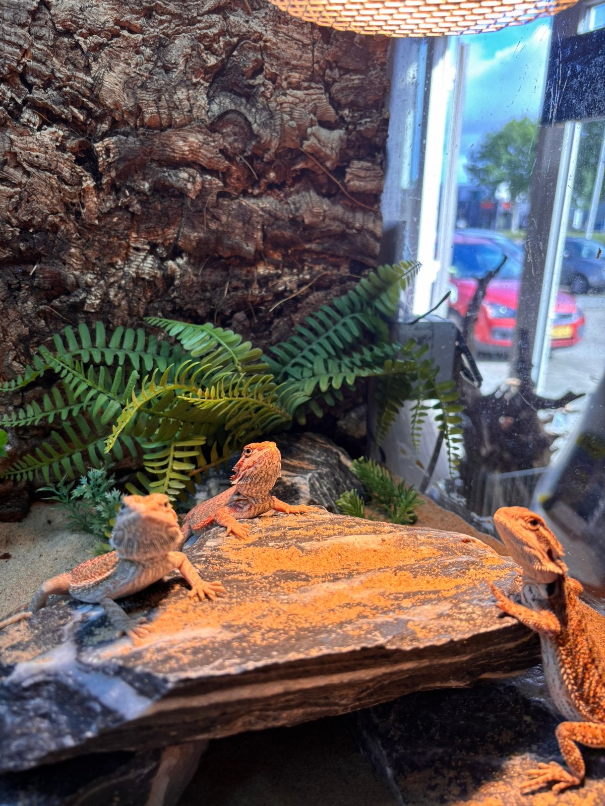 Baardagaam Bearded Dragon - unknown for sale from Koicompagnie