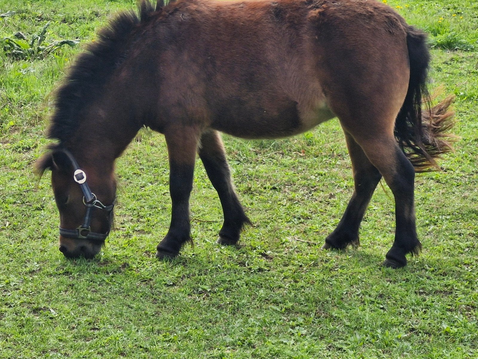 Shetlanders  (2 stuk)  NSPS stamboek, Merrie