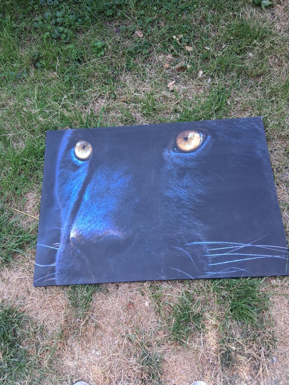 Mooie foto van een zwarte panter (69,7x99,7 cm), Ophalen of Verzenden
