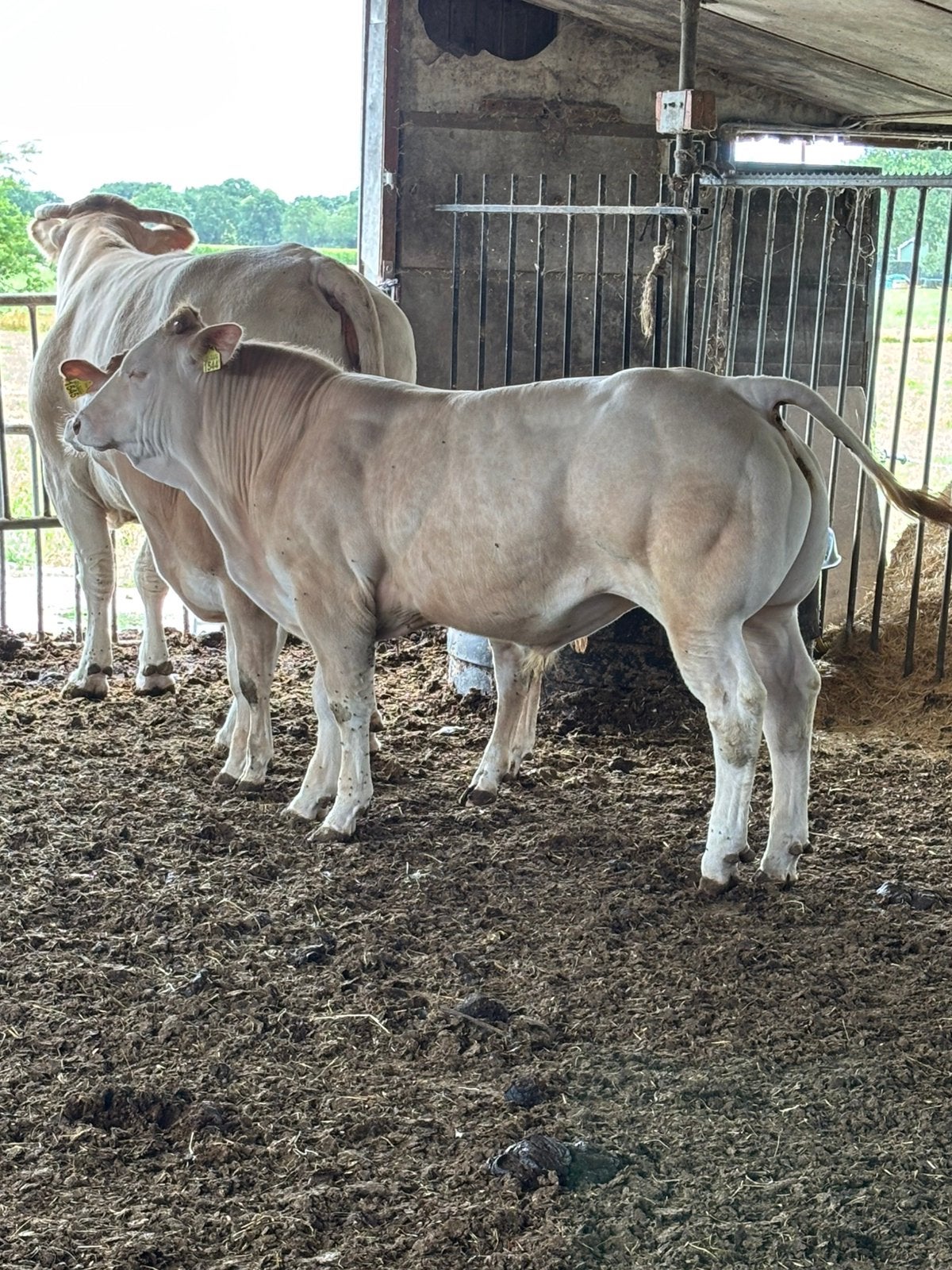Blonde aquitaine dekstier, Meerdere dieren
