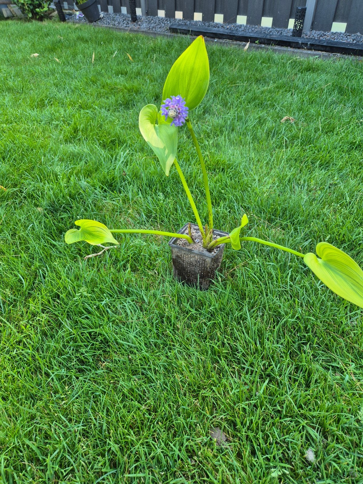 Pontederia cordata - Waterhyacint met paarse bloemen, Ophalen of Verzenden, Vaste plant, Vijverplanten