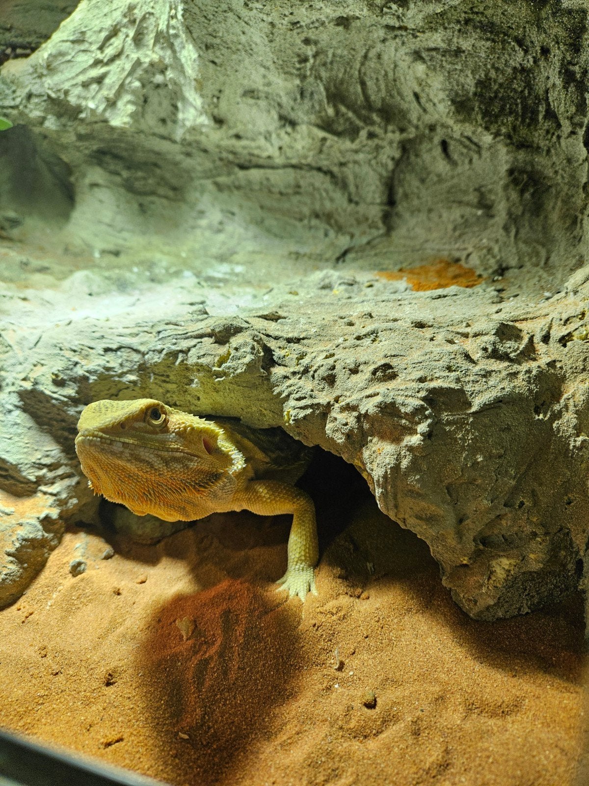 baardagaam inclusief terarium en toebehoren Bearded Dragon photo 8