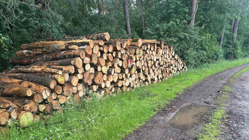 Berken machinehout - rondhout, 6 m³ of meer, Ophalen of Verzenden, Berkenhout, Stammen