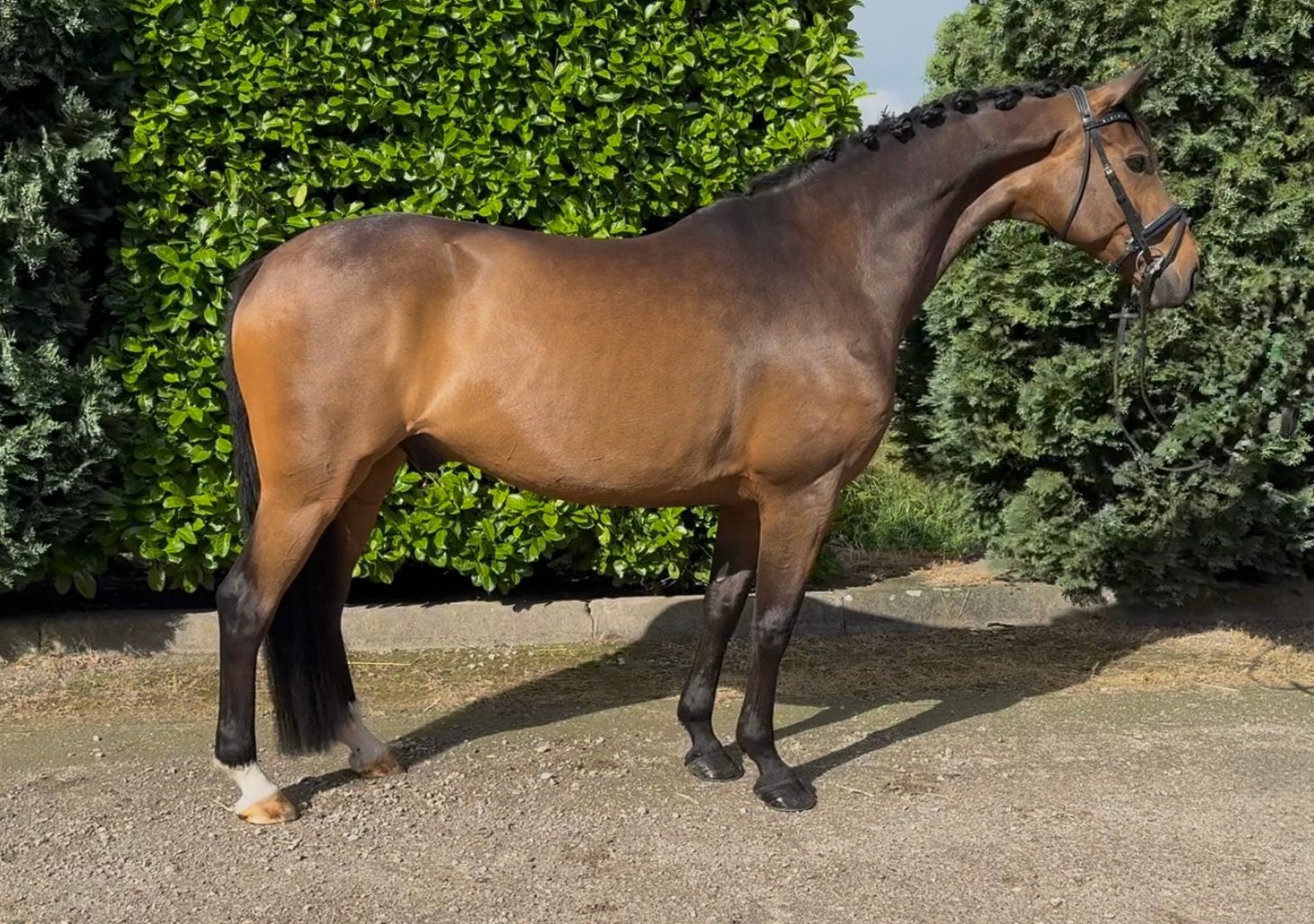 Betrouwbare 9-jarige schoolmaster | Z-geklasseerd, Ruin, Dressuurpaard, 7 tot 10 jaar, 165 tot 170 cm