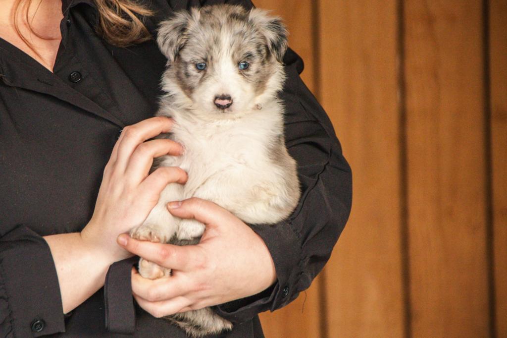 Border Collie x Australian Shepherd Puppies te Koop, Dieren en Toebehoren, 8 tot 15 weken, Parvo, Meerdere, Meerdere dieren