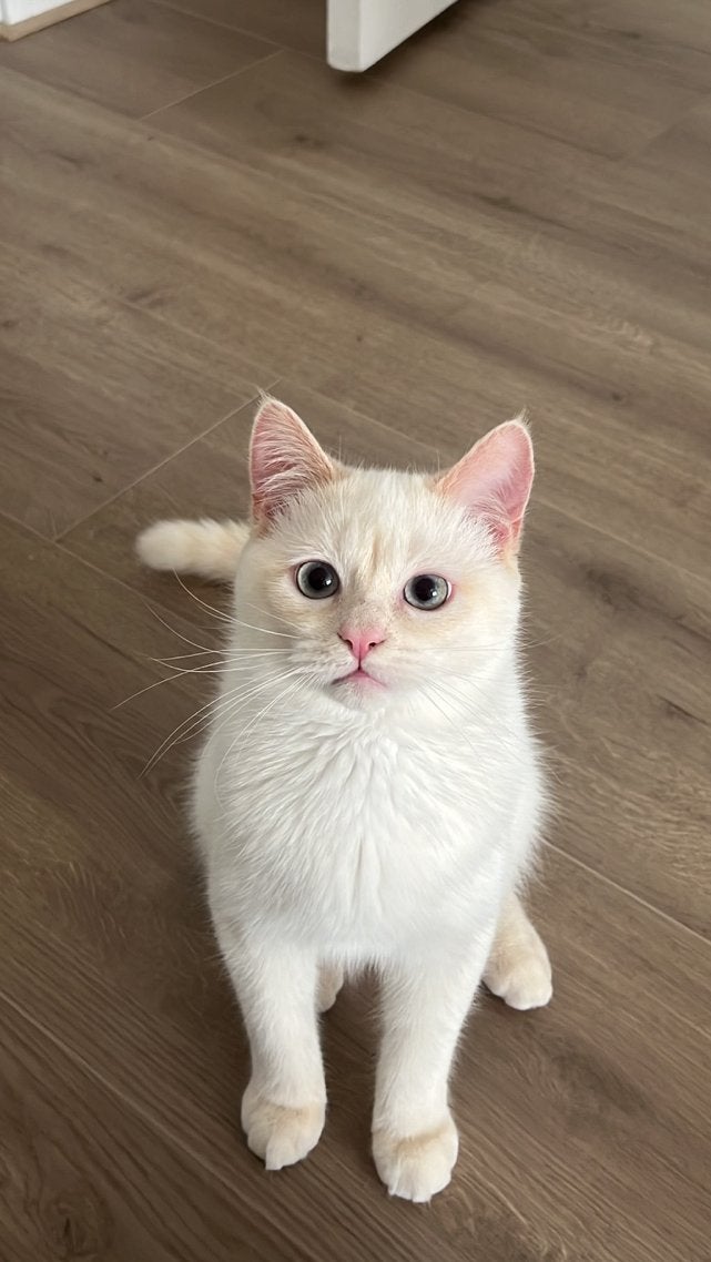 Siamese katten, Meerdere dieren, 0 tot 2 jaar