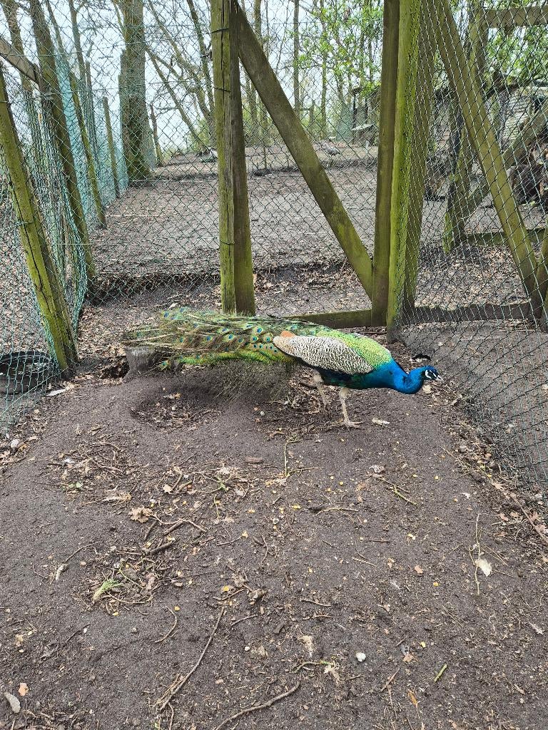 blauwe pauwen, Dieren en Toebehoren, Pluimvee, Meerdere dieren, Overige soorten
